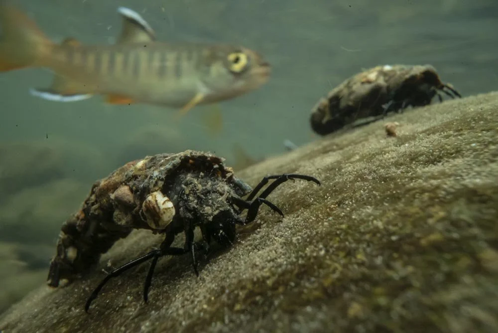 Freshwater Film Fest - Mars Hill, NC