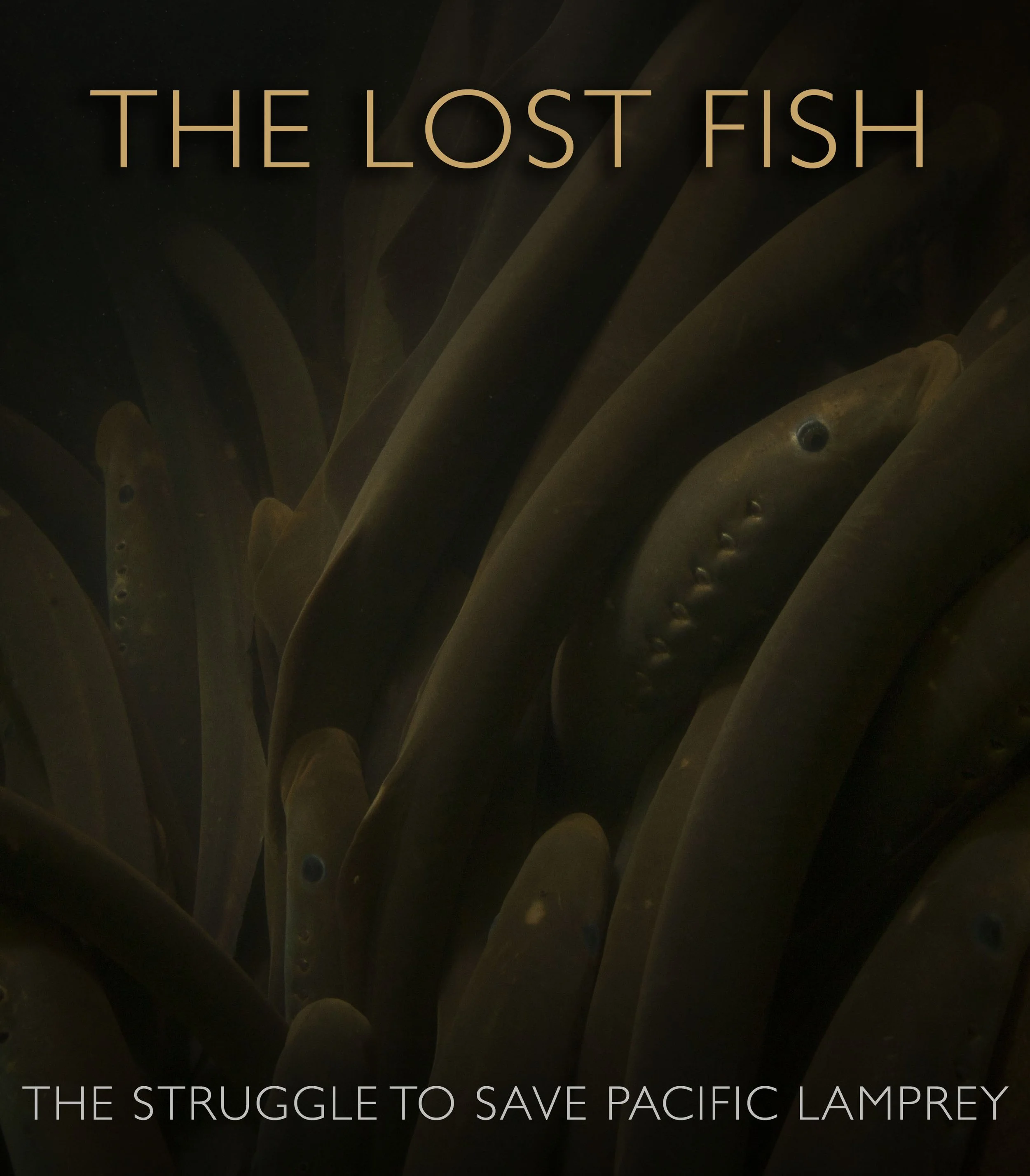 The Lost Fish - Durango, CO [TIME TBD]