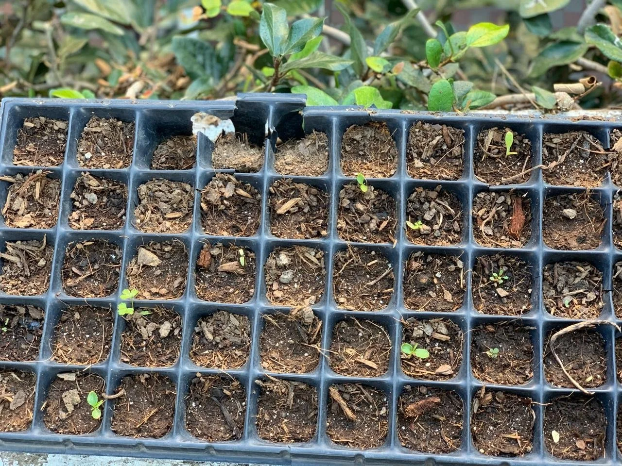 seeds.jpg