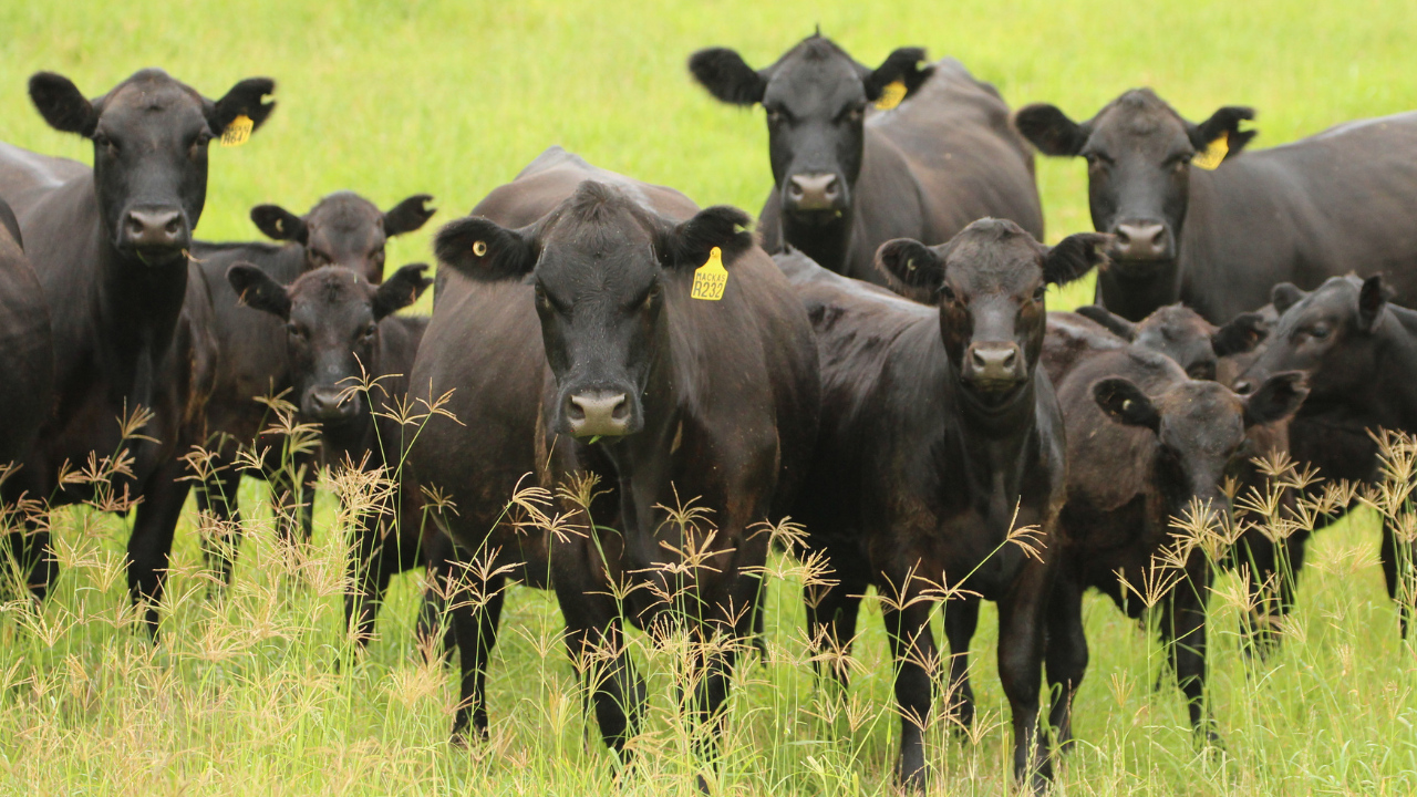 Heifers & Calves - Image.png