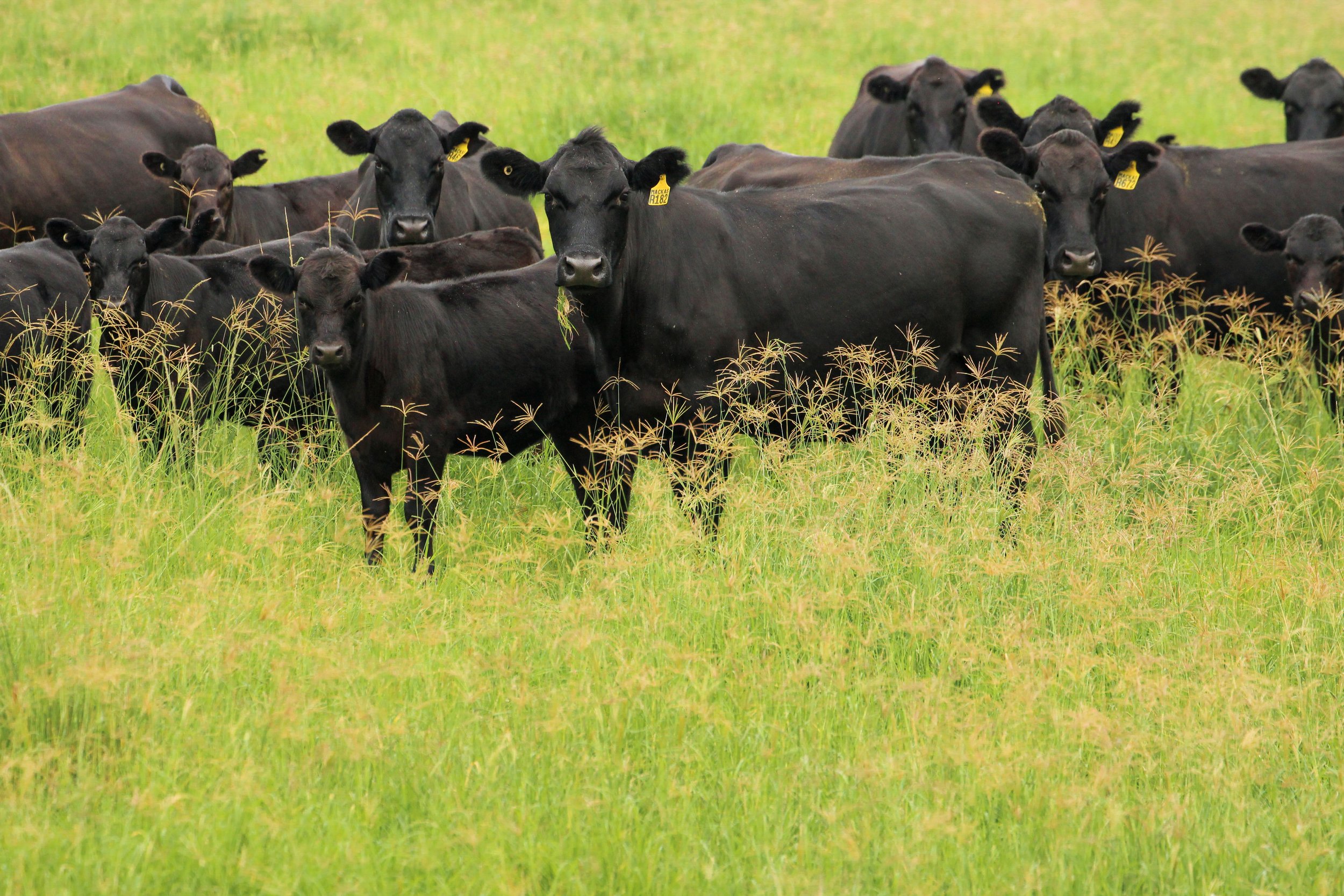 Heifers & Calves_Female Sale-5.jpg