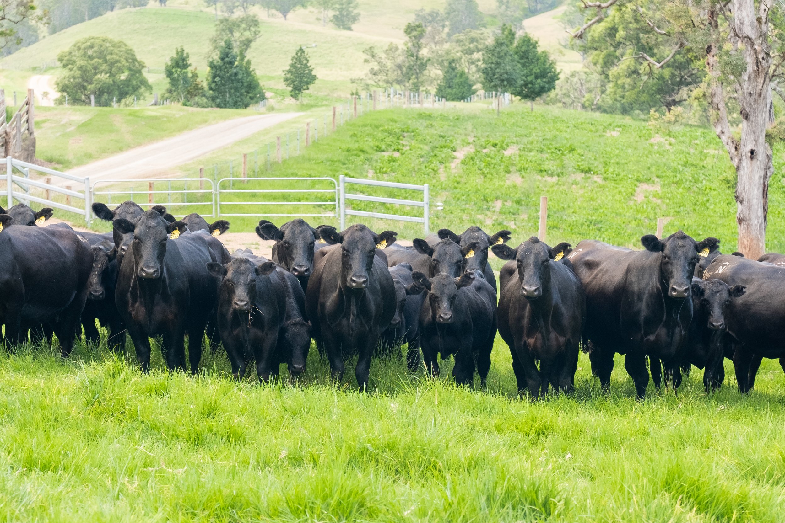 Cows-Calves-Macka-Female-2024-Headshots-2 (1).jpg