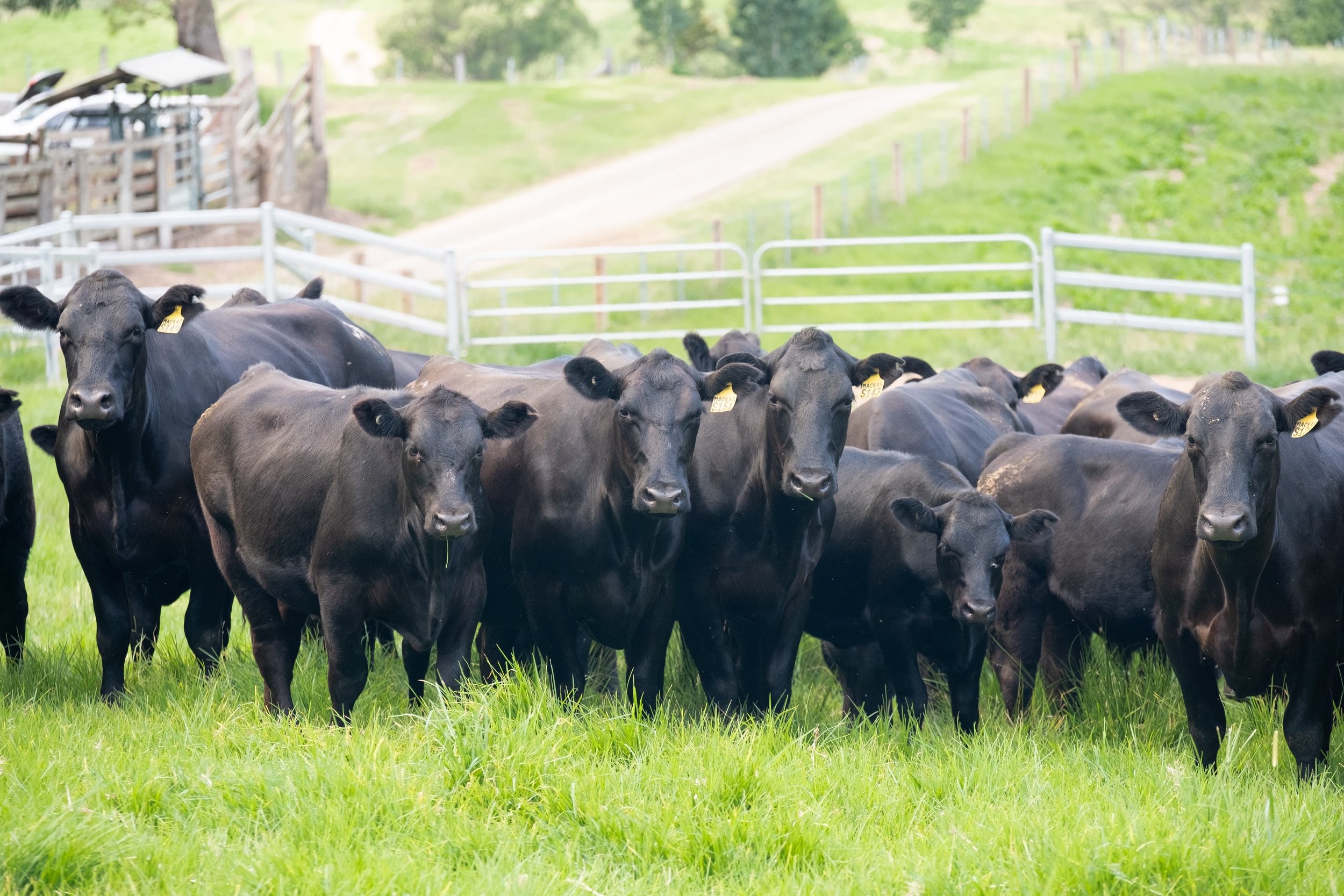 Mackas-Female-Sale-Heifers-Calves-2.jpg