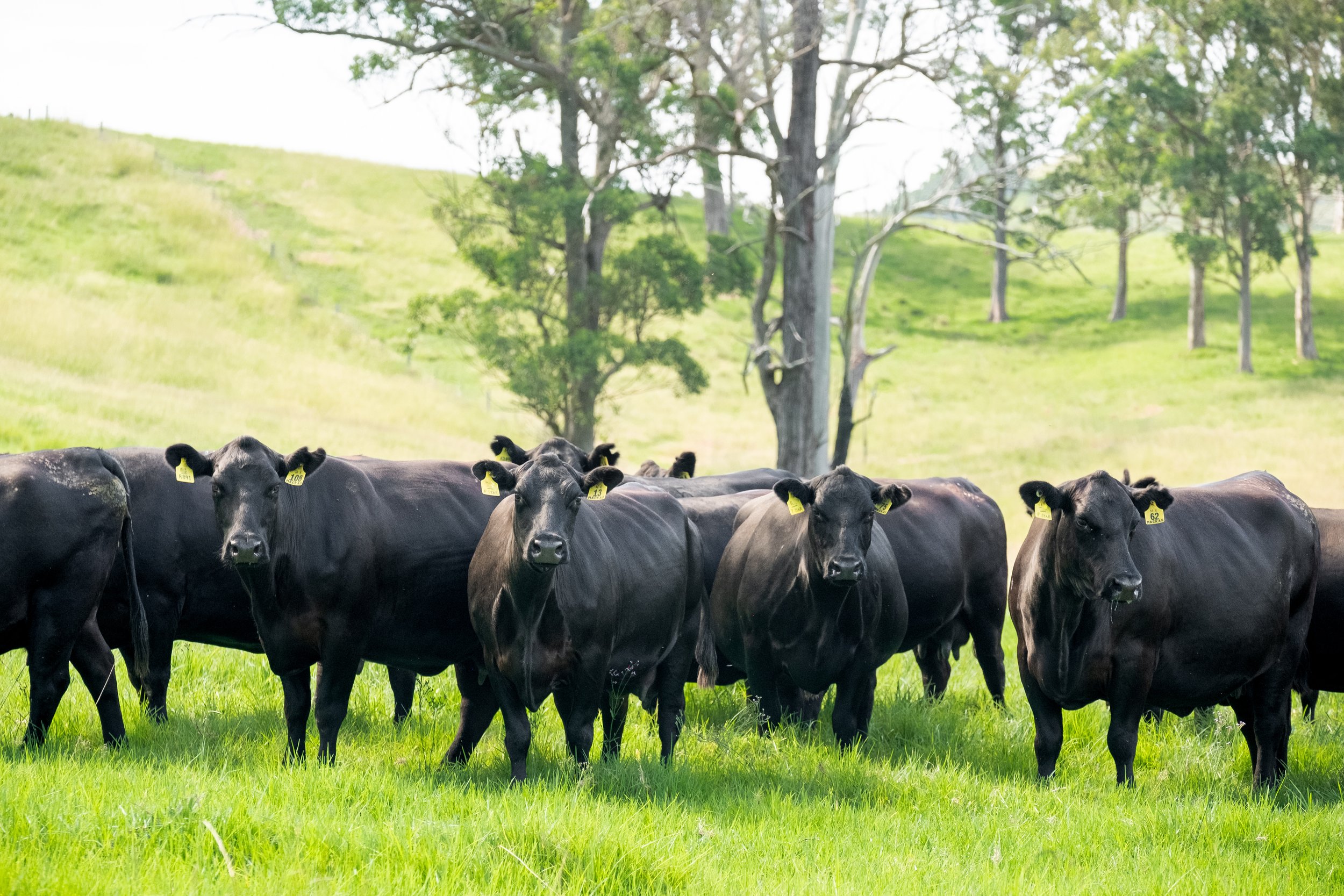 Mackas-Female-Sale-PTIC-Cows.jpg