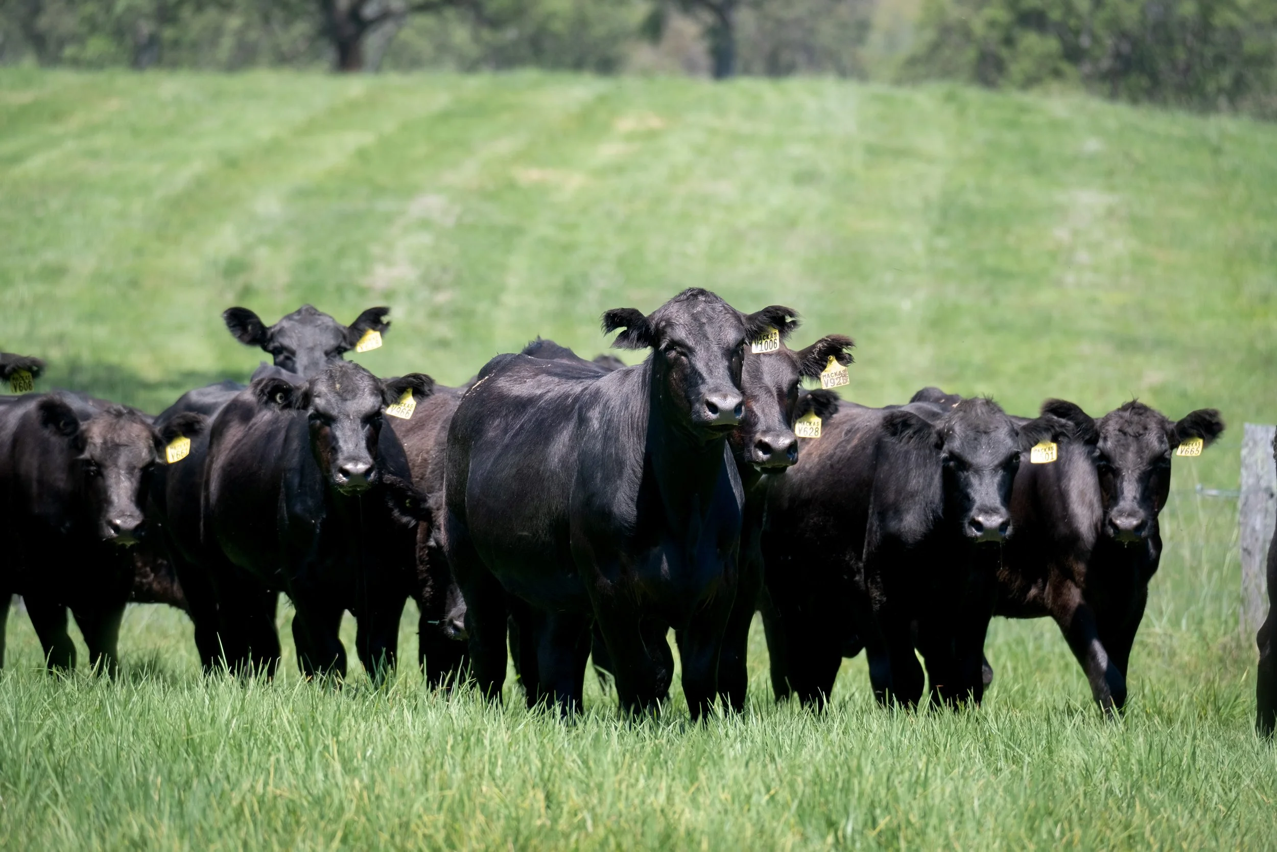 First Image - DSCF5804.jpg