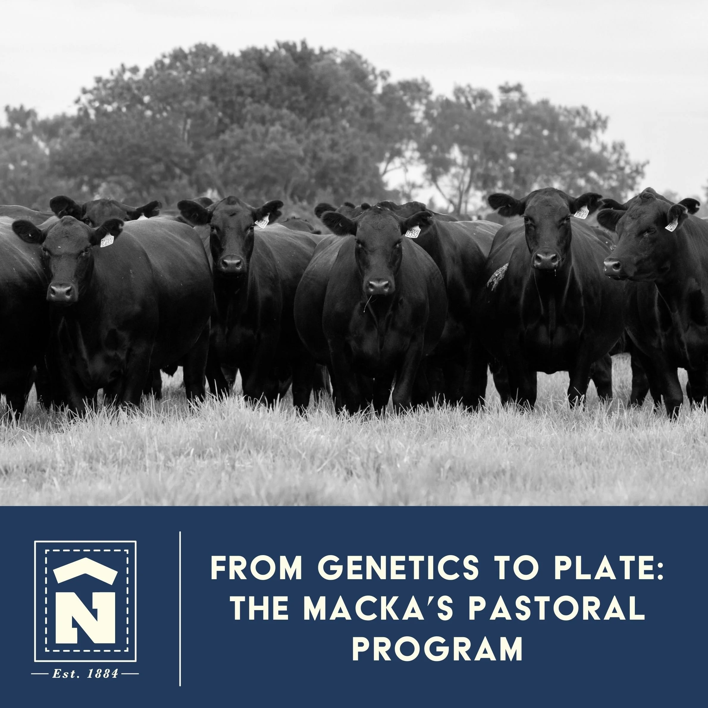 From genetics to plate: the macka’s pastoral program