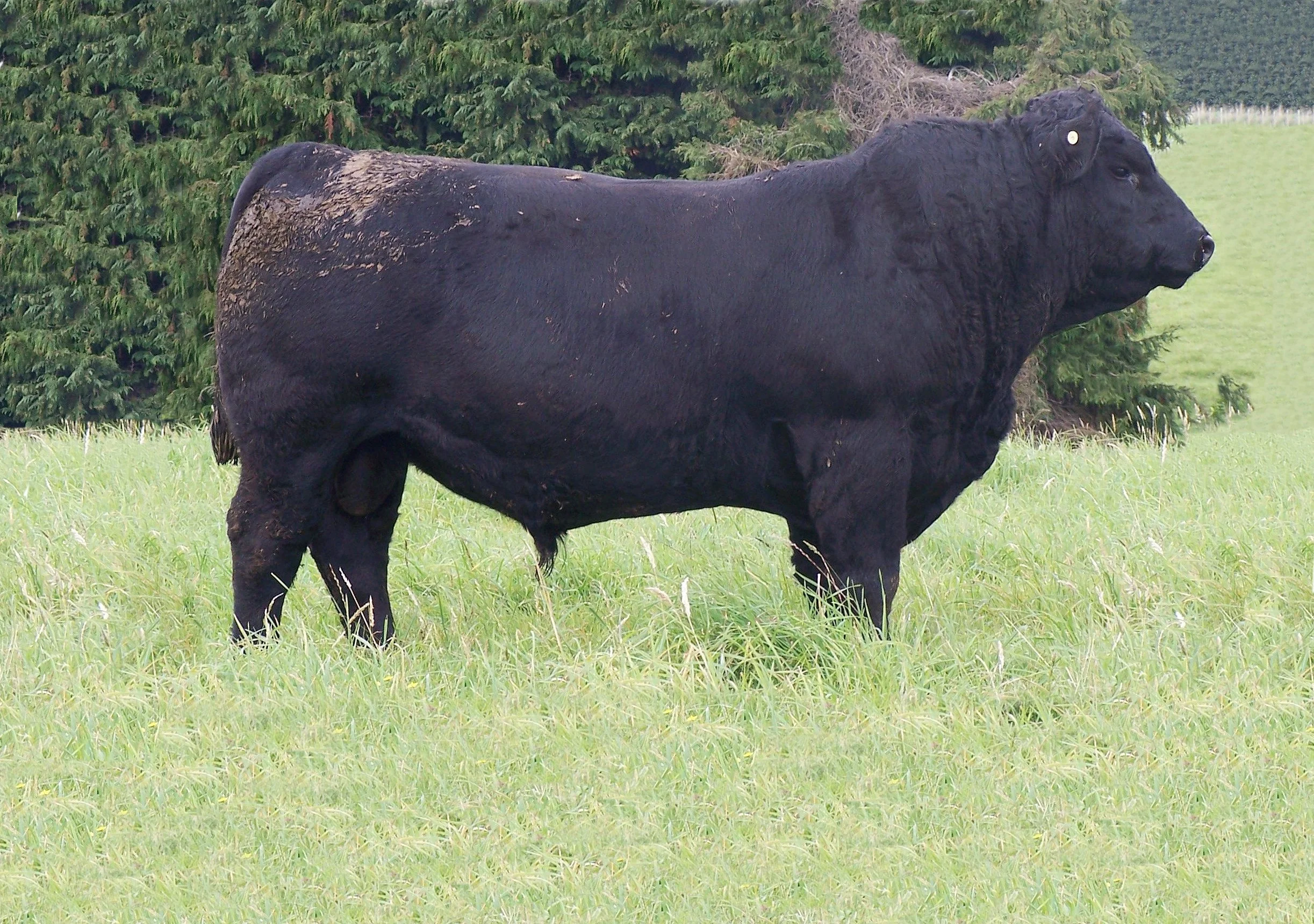 Atahua Freedom 609-large.jpg