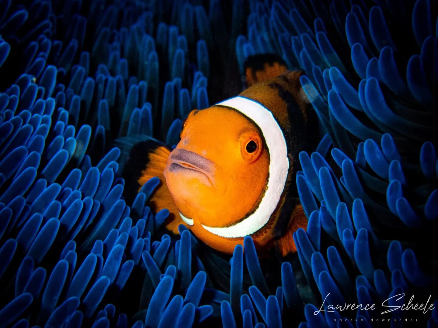 M U T U A L I S M 💙🧡
I have known this Nemo (Amphiprion percula) for a couple years now. Everytime I visit this  absolutely gorgeous Giant Carpet Anemone (Stichodactyla gigantea) I'm greeted by this energetic local! They are such a fantastic duo! 
