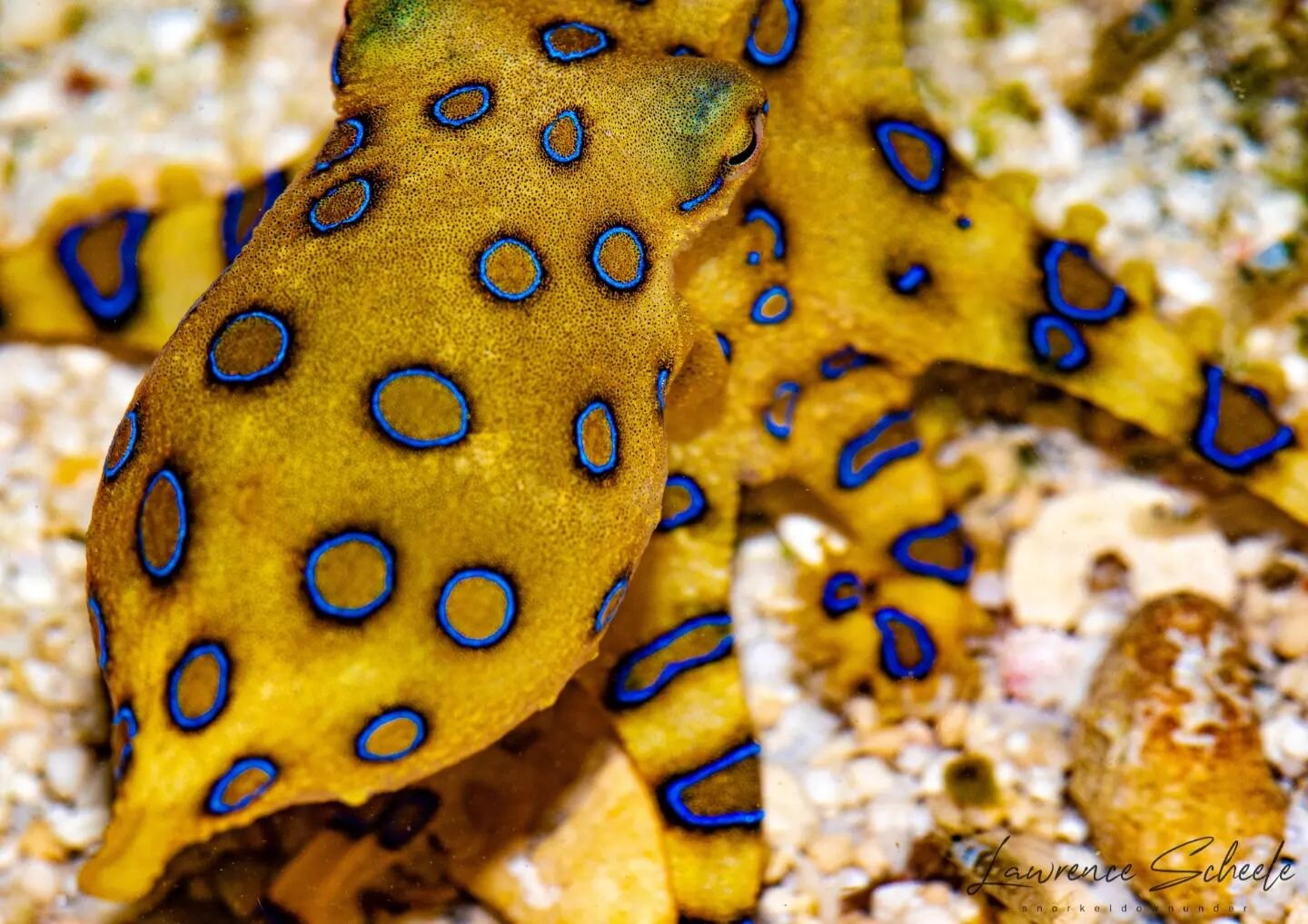 B E A U T Y 💛
The Greater Blue Ringed Octopus (Hapalochlaena lunulata) is my favourite animal. It also happens to be one of the most venomous marine animals in the world.

However, they are incredibly shy.

They do not go out of their way to &quot;a