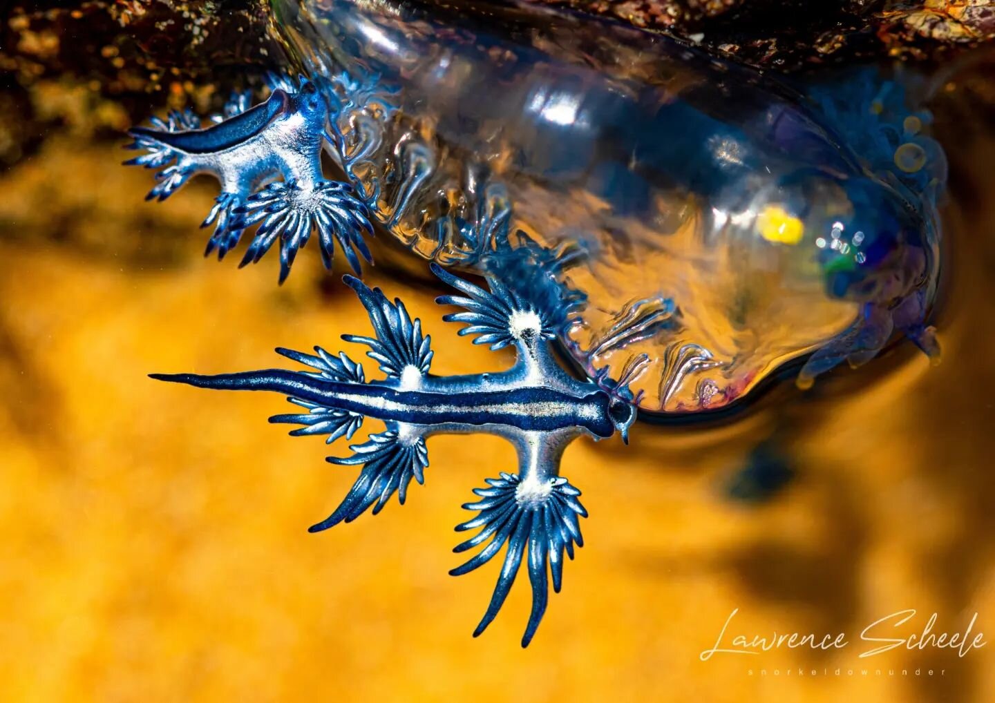 F L E E T 🌊
Blue Dragons (Glaucus &amp; Glaucillia) predating on an Australian Bluebottle (Physalia utriculus). Dragons can recycle the  Bluebottles stinging cells for their own use! Truly a fascinating blue world. Have you seen this behaviour befor