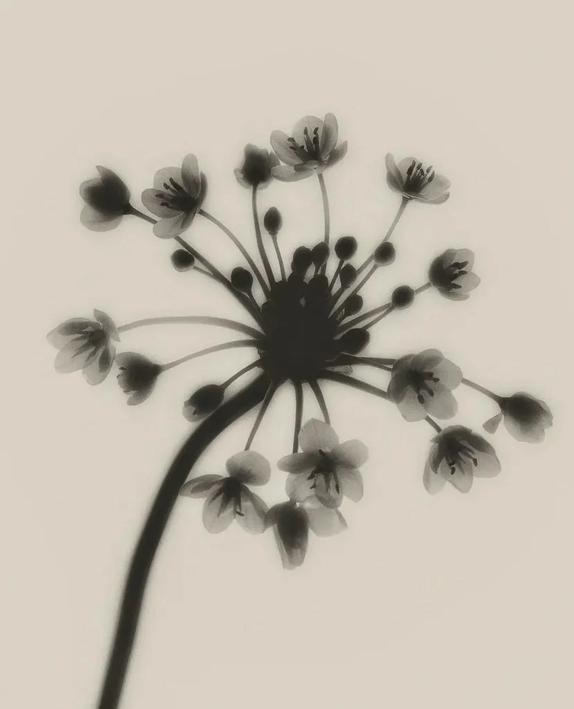Why Your Brand is Like a Flower