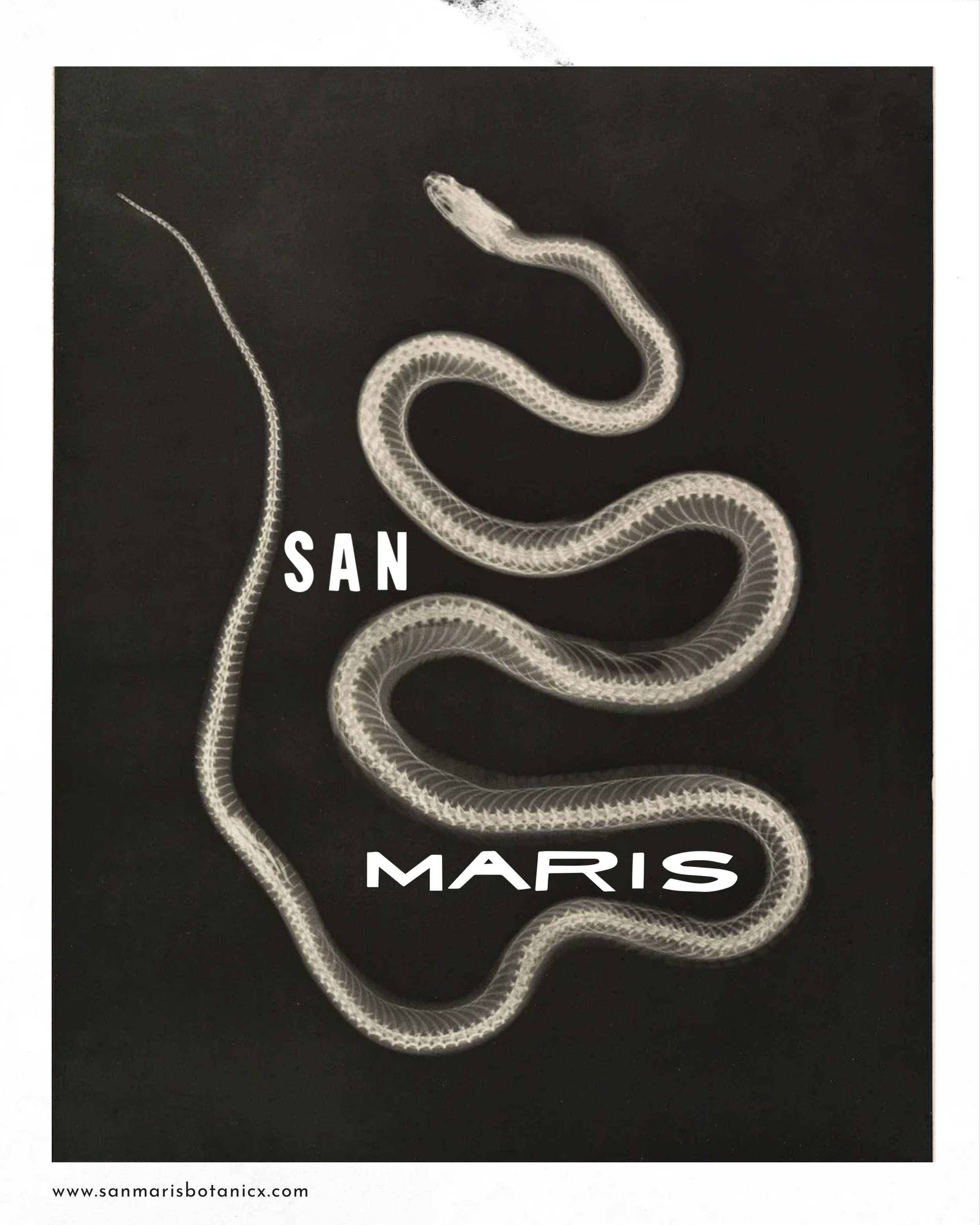 A black and white image of a snake with white scales, with the words 'SAN' and 'MARIS' overlaid, and a website link at the bottom.