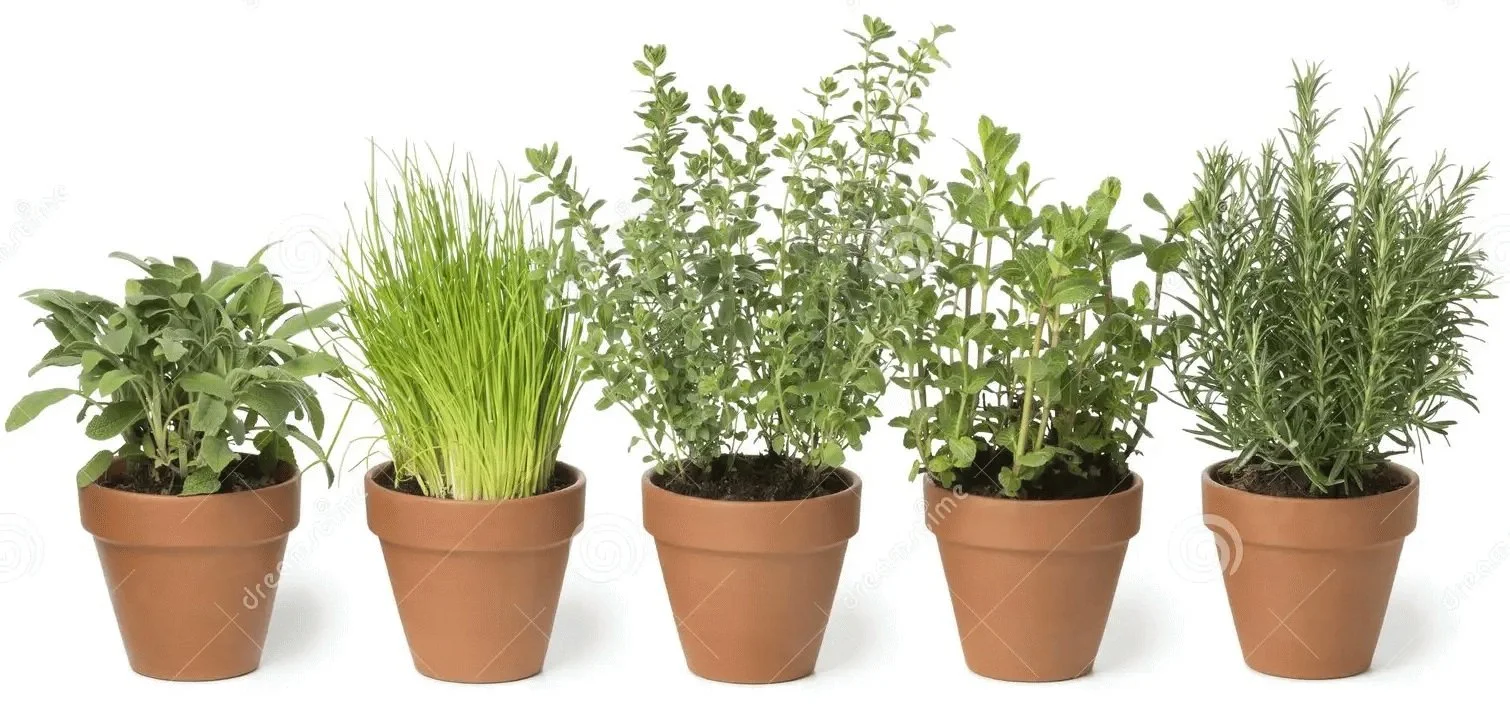 2026 Herb Plant Sale 