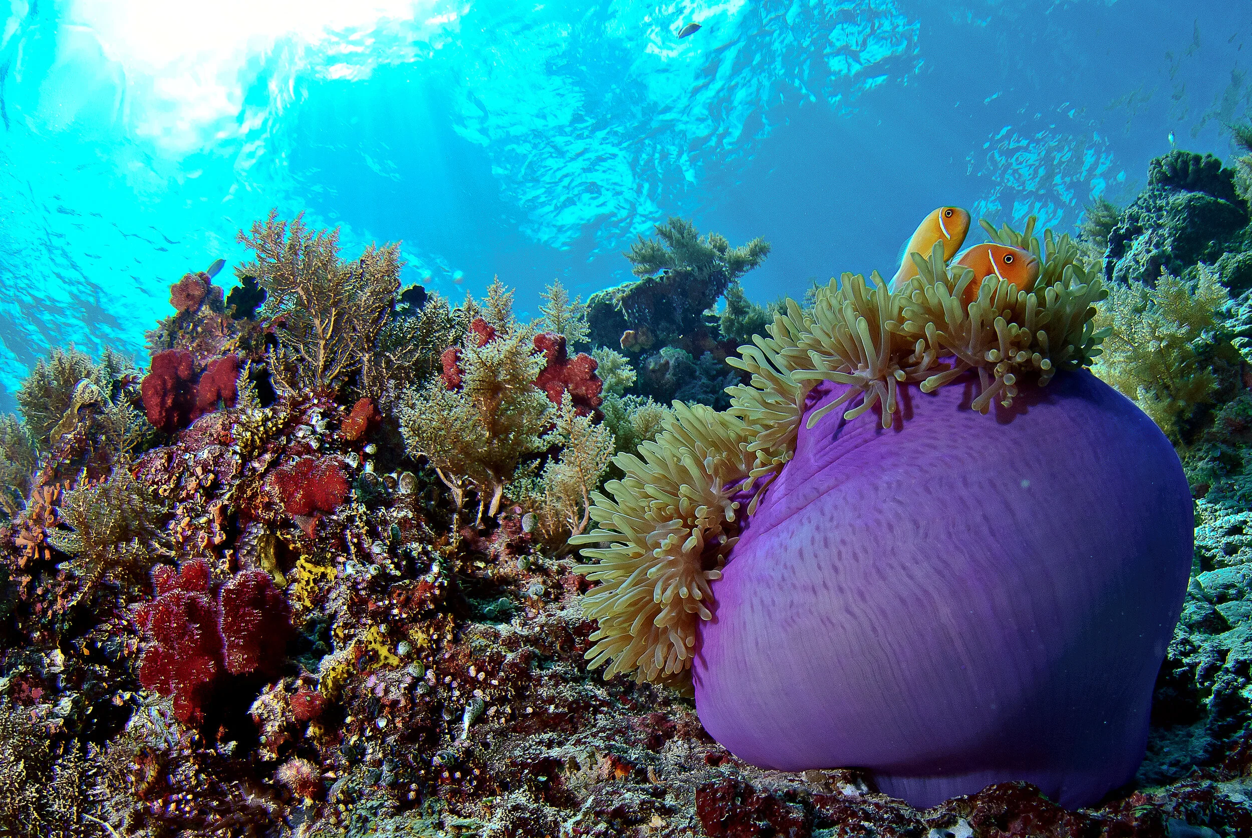 anemoneBigDrop (1 of 1).jpg