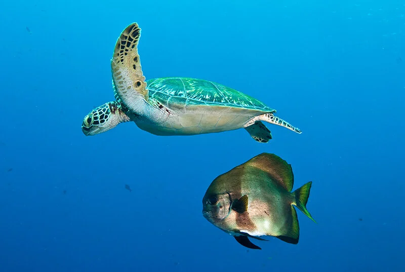 img\pg-img-lg\turtlebatfish_turtlewall.jpg