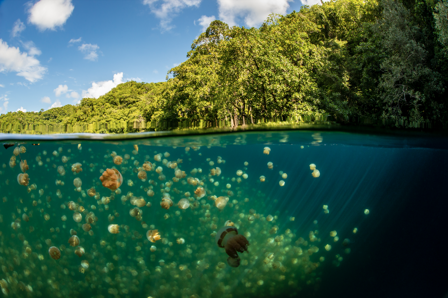 snorkle-in-jellyfish-lake-palau-rock-island-palau-sam-s-tours-palau