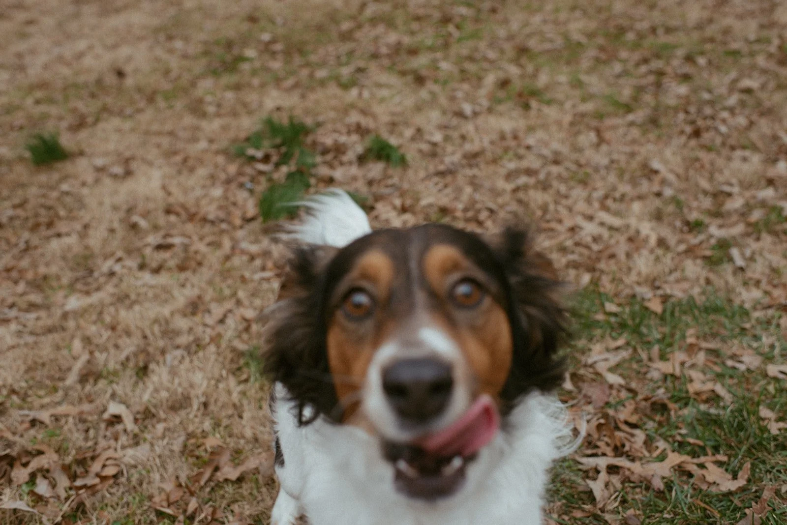 A dog with a long face and happy expression, standing outdoors on a leafy ground, with its tongue slightly sticking out.
