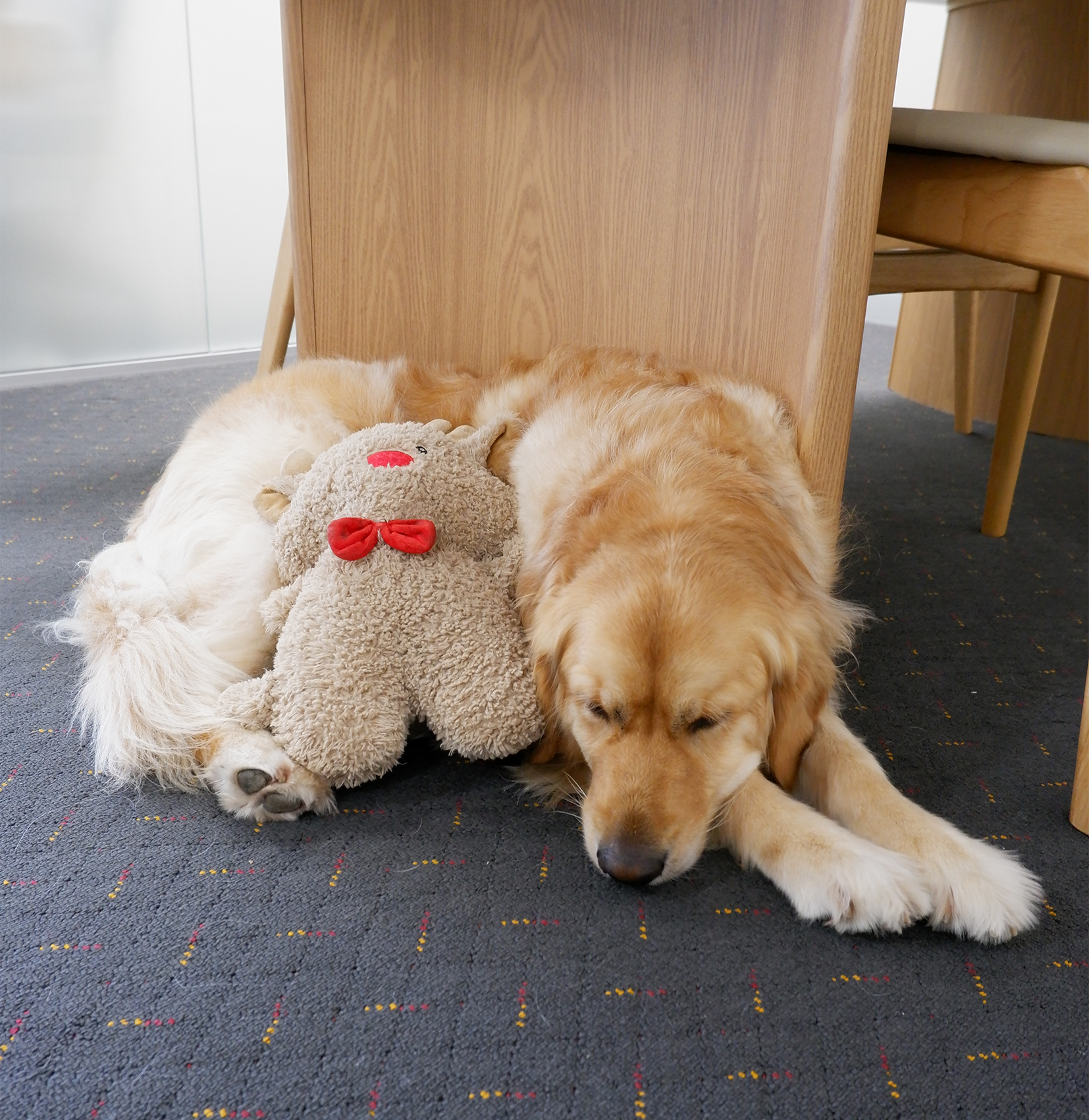Zuki — Therapy Dog at Home Psychology and Speech Therapy | Caringbah