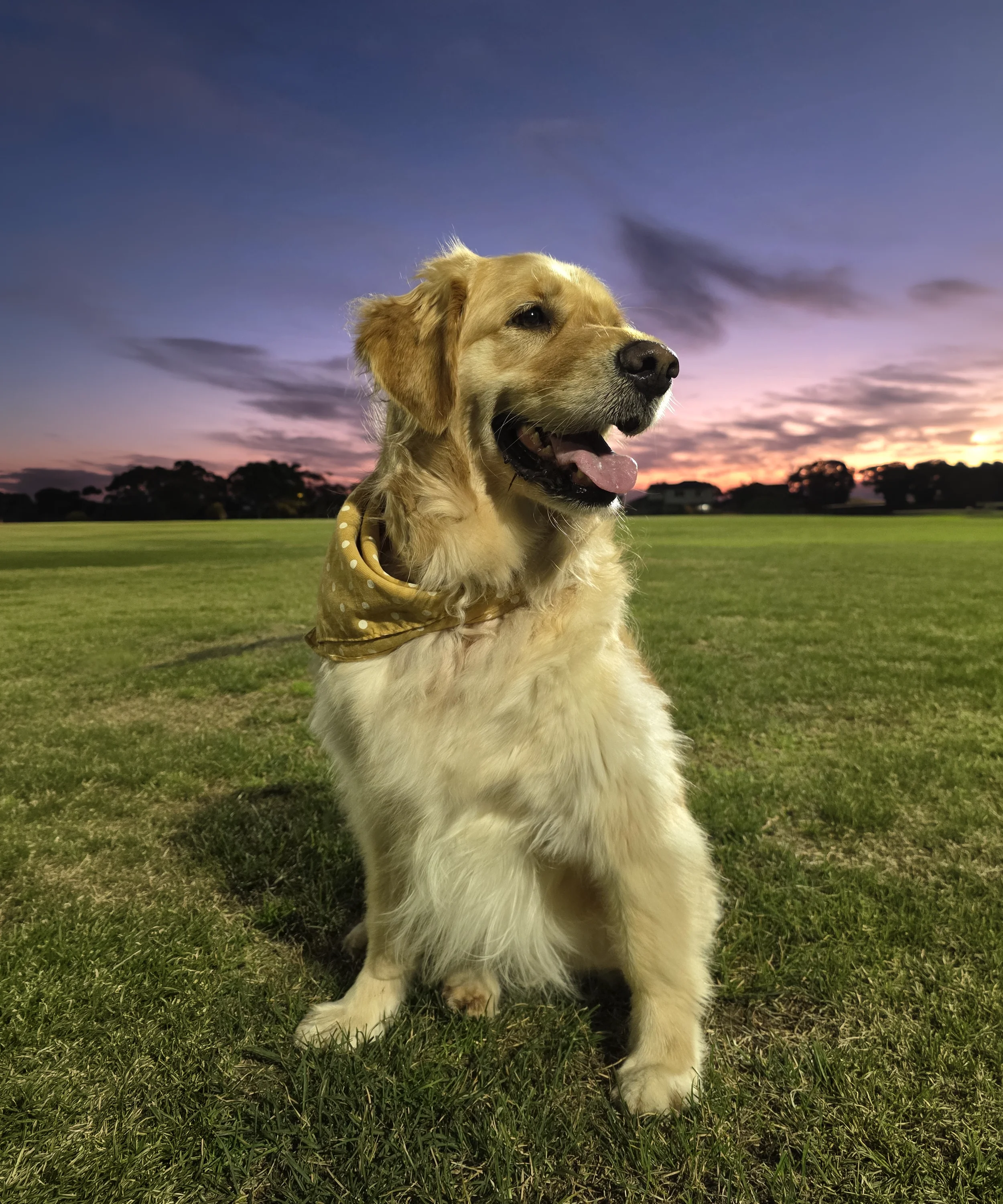 Zuki_at sunset