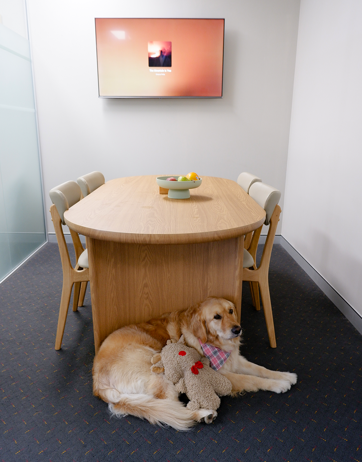 Zuki — Therapy Dog at Home Psychology and Speech Therapy | Caringbah