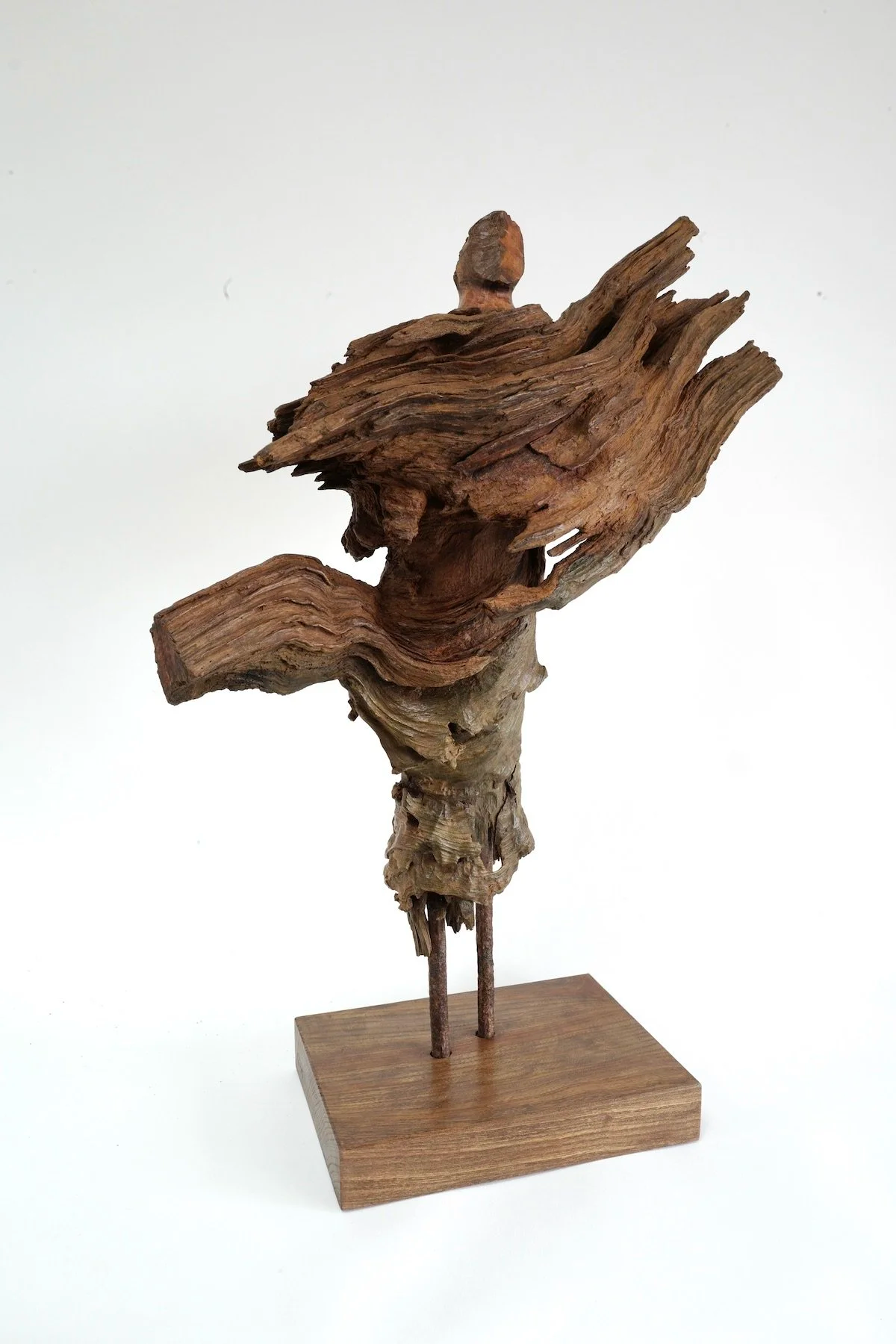 Large Nomad. Scots pine.