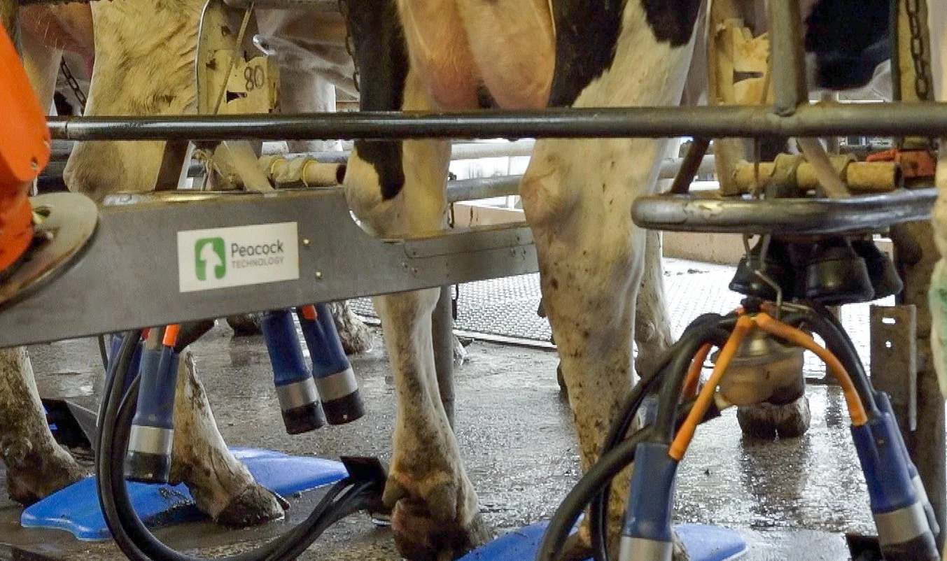 Milk Tech Reee Peacock Technology