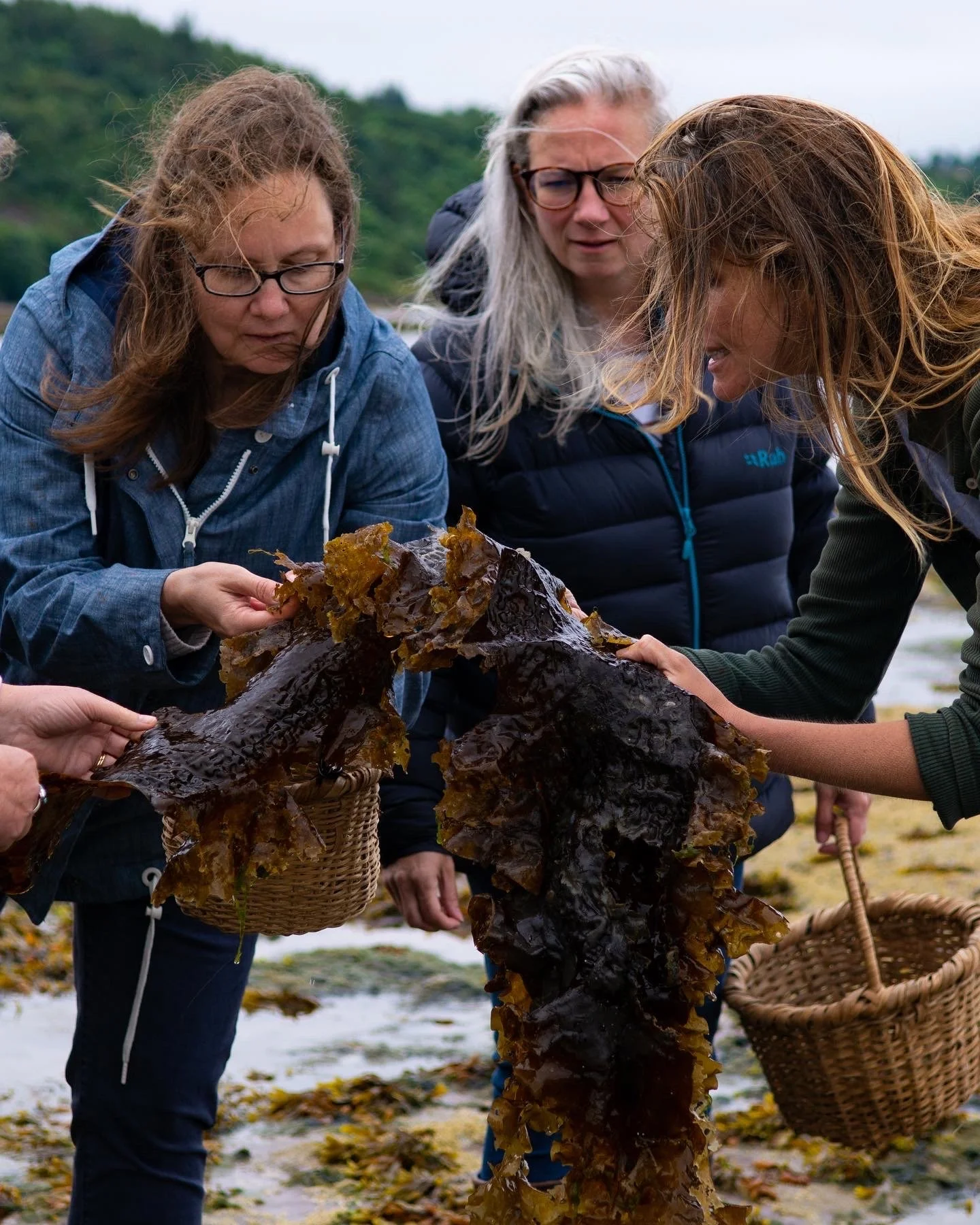 Coastal Foraging - Gullane Bay, East Lothian