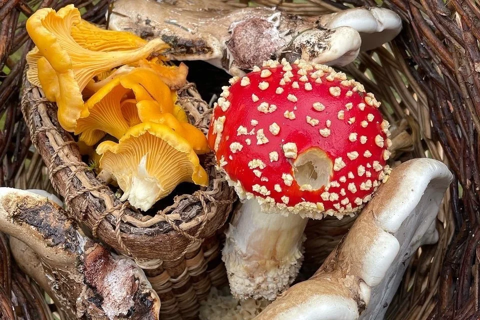 Autumn Foraging - Blair Castle & Gardens, Perthshire (Saturday)