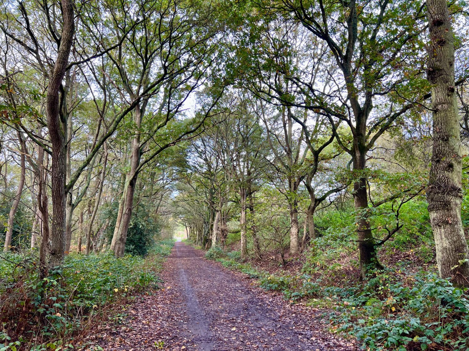 Wimbledon Common