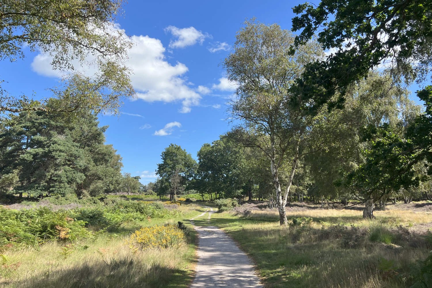 suffolk heaths.jpg