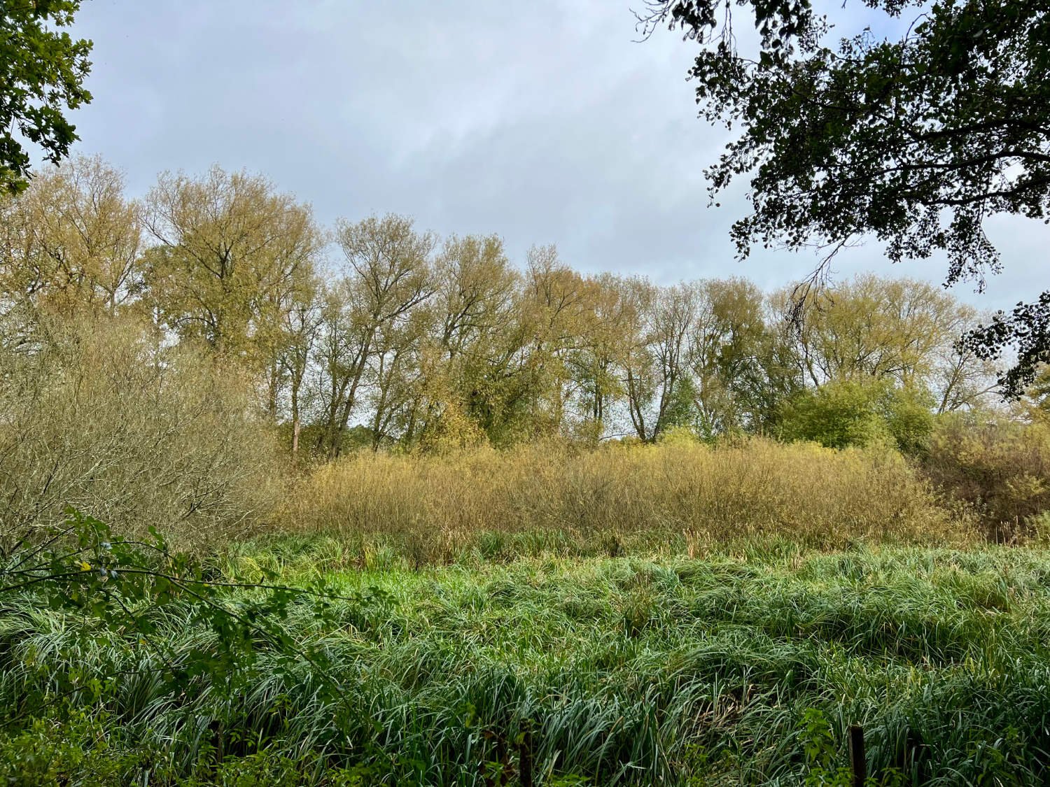 Rickmansworth; willows and reeds