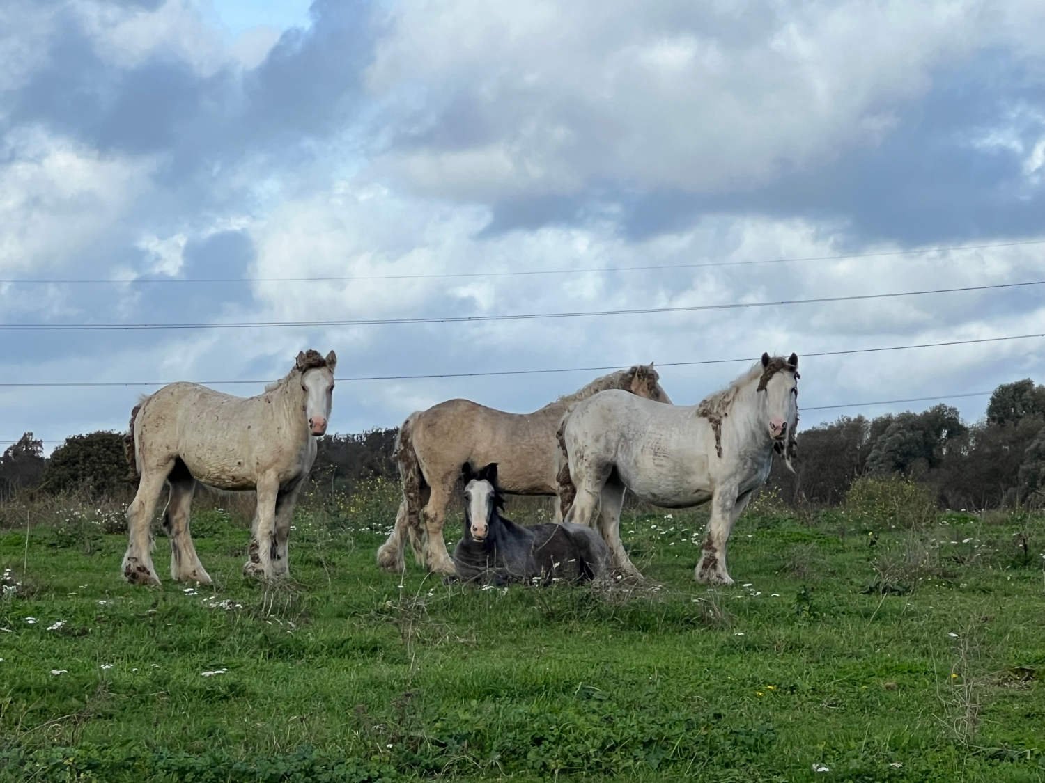 Staines Moor, where the wild horses roam