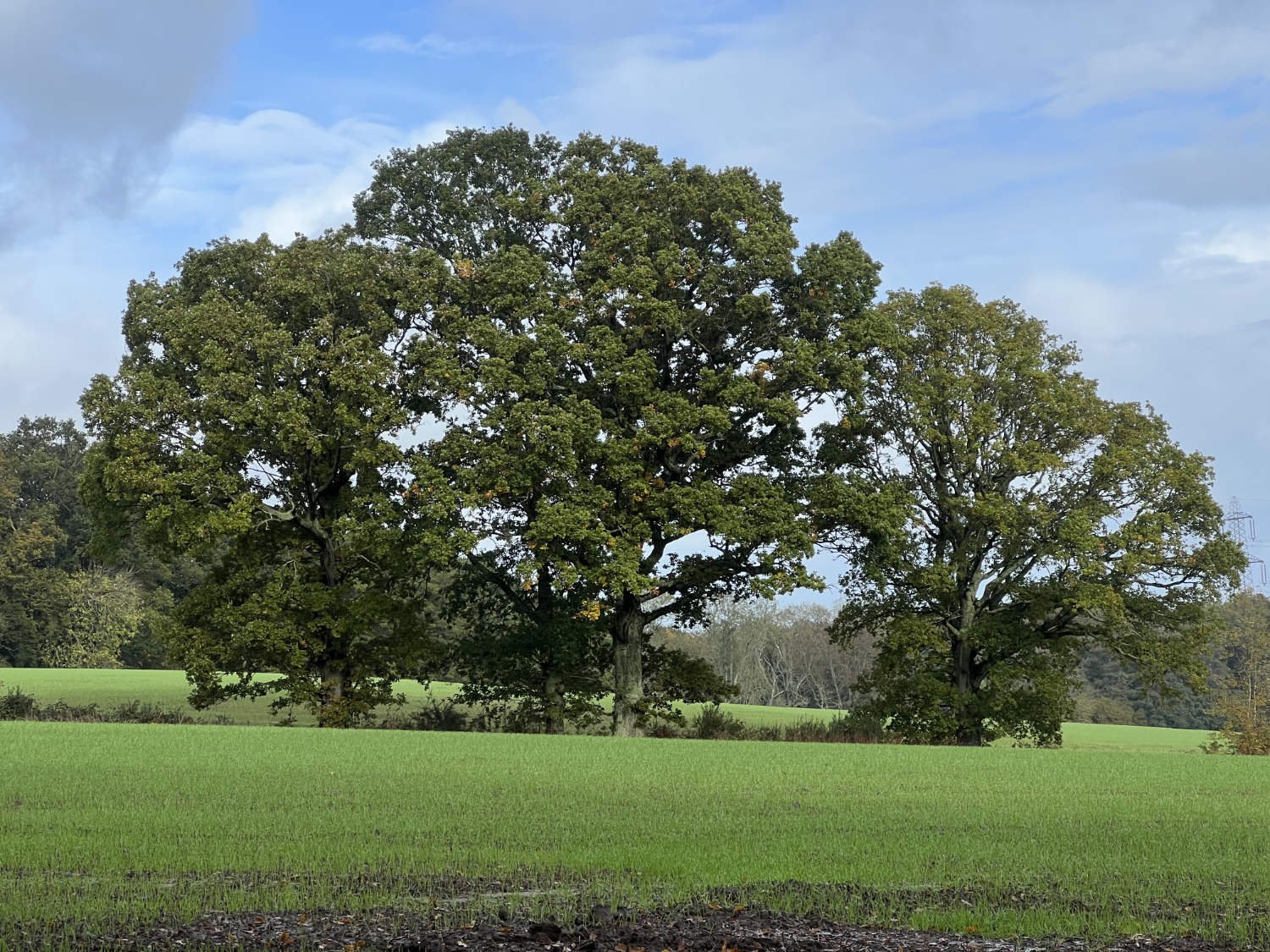 River Lane, Lodsworth 