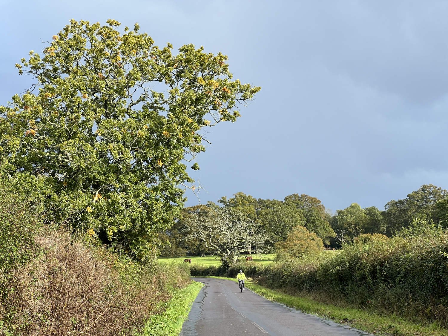 Bepton Road, Selham