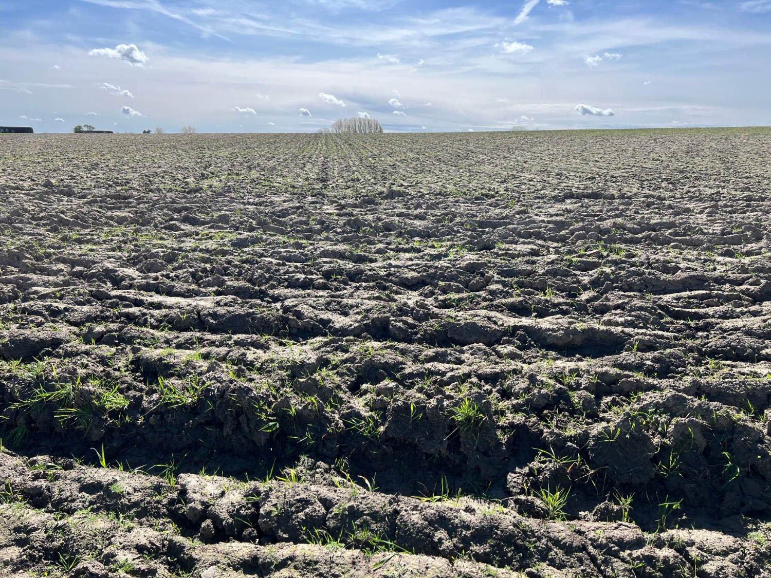 Flanders' fields