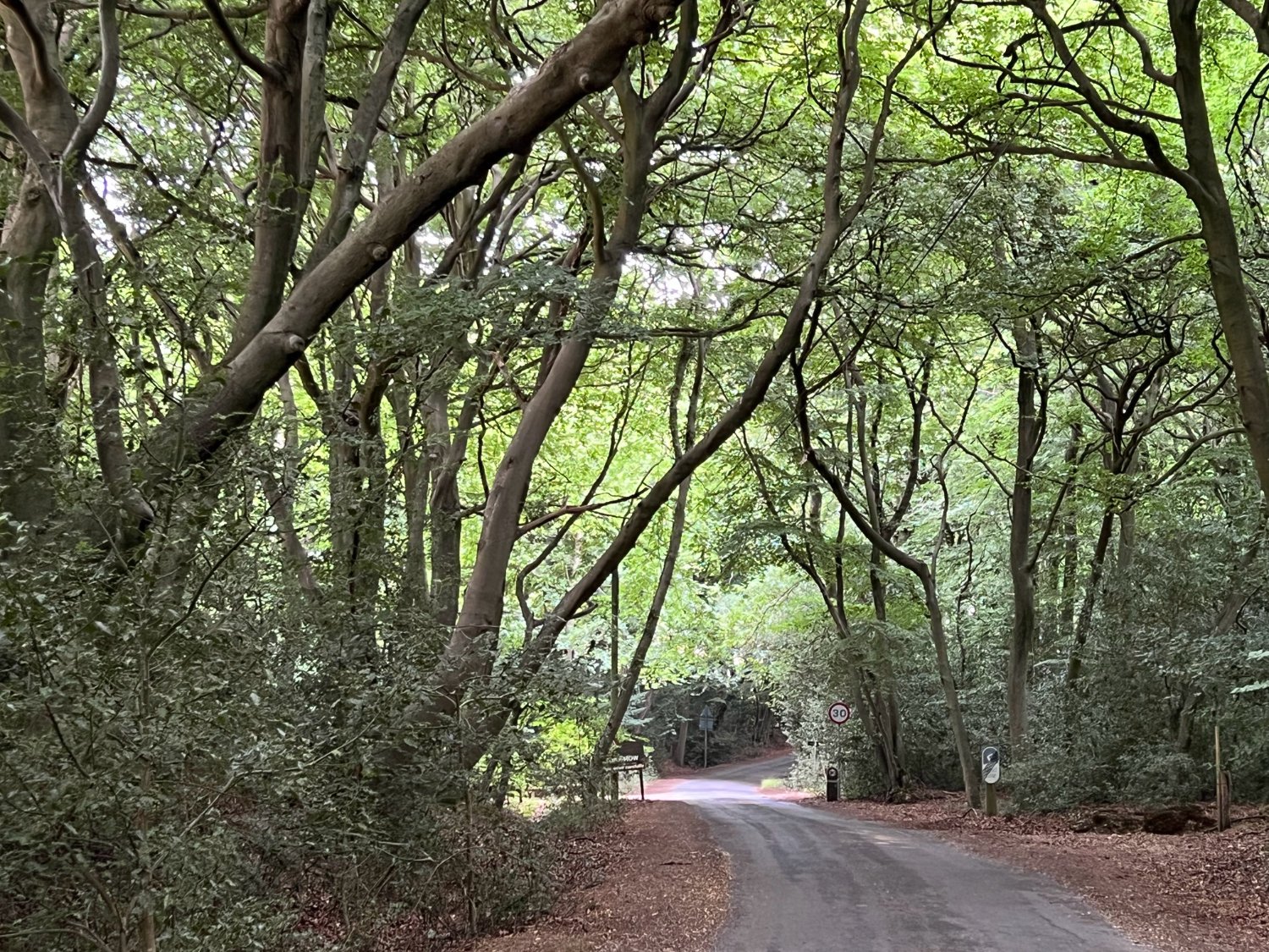 NCN 5 deep in the Chiltern hills