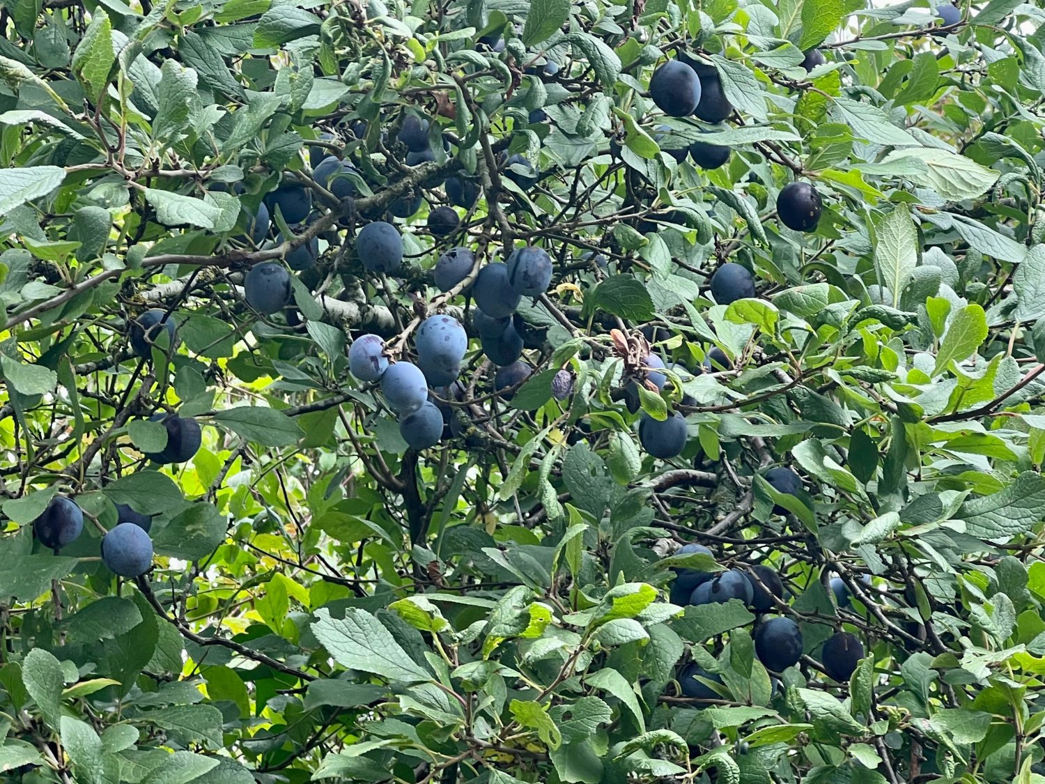 Sloes in the hedgerows