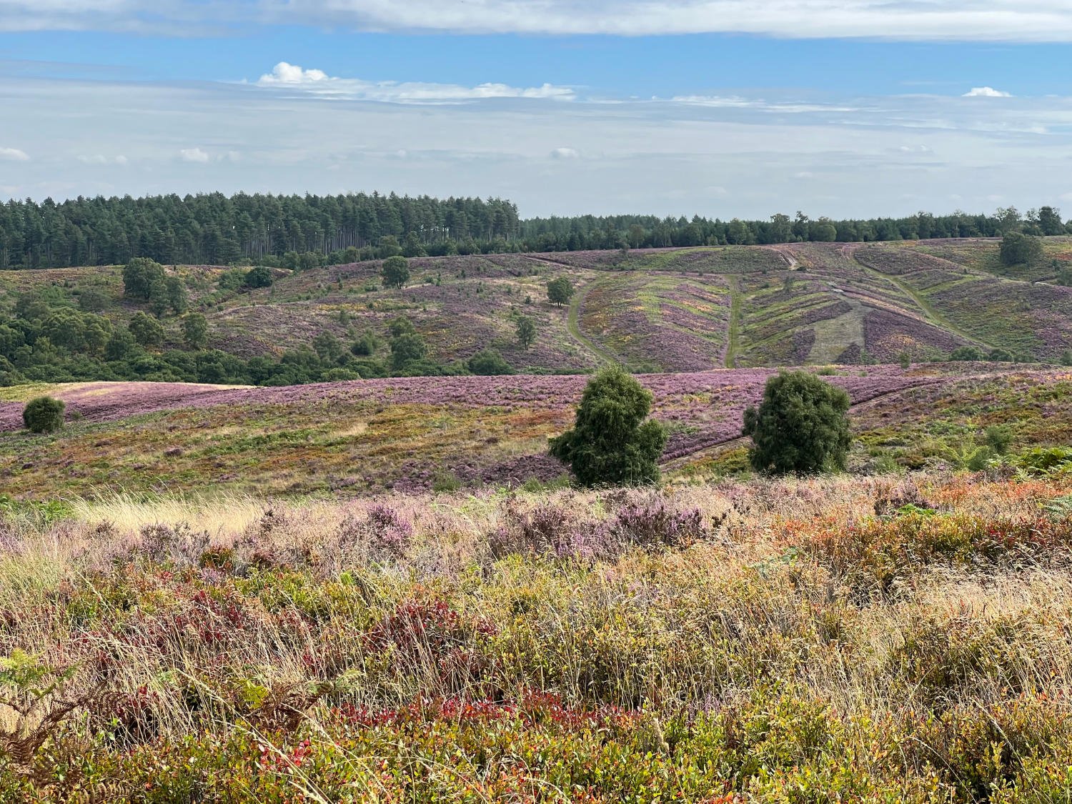 Cannock Chase