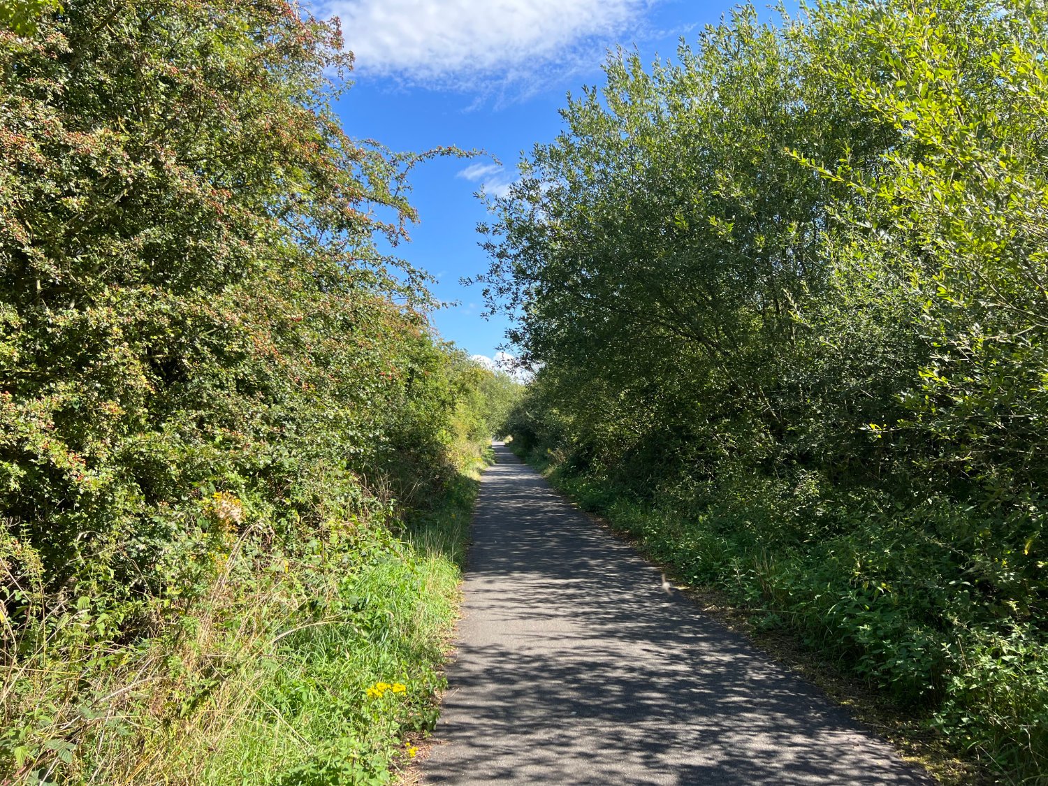 NCN 5