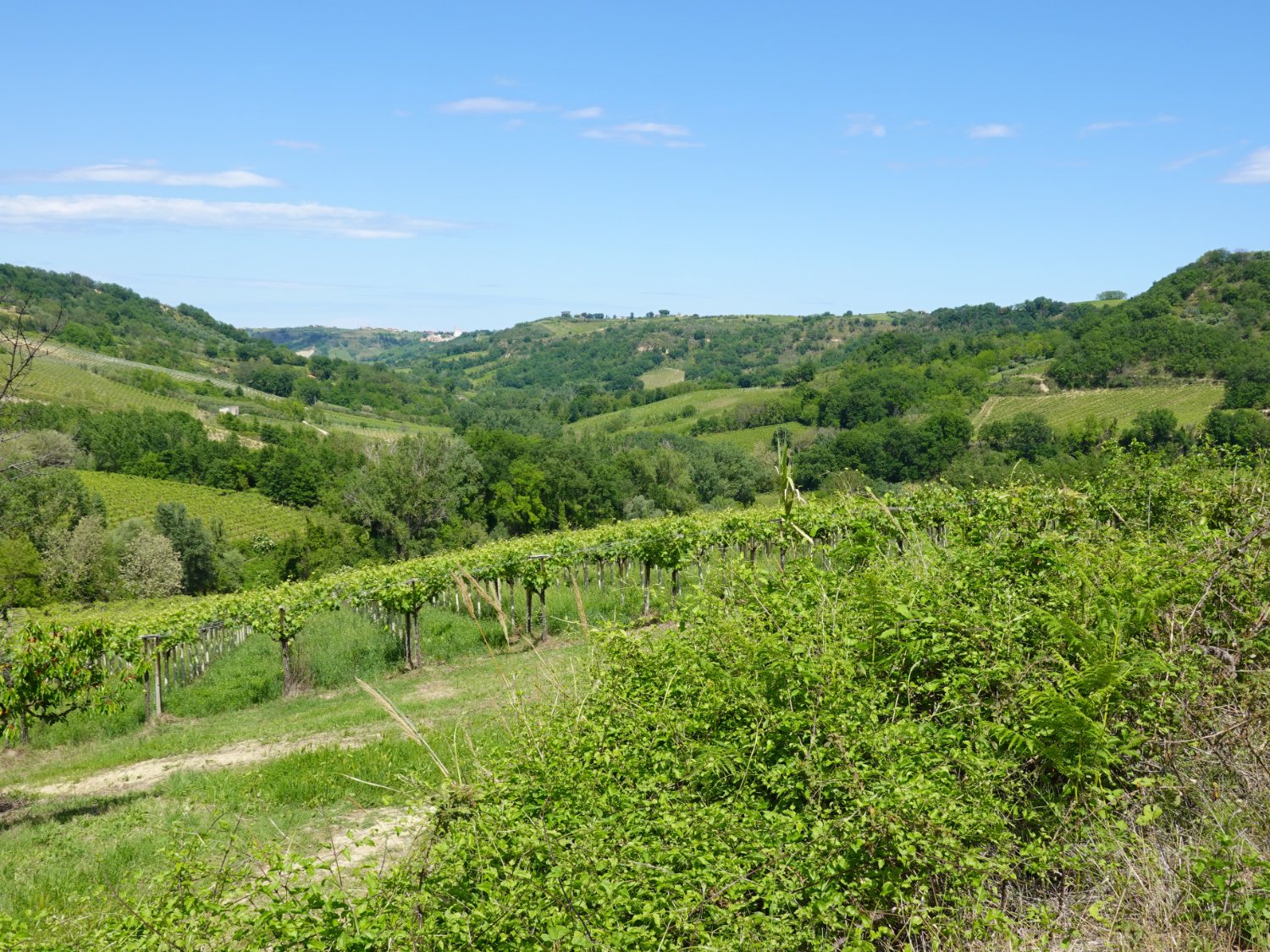 Rolling hills and vineyards of Chieti province