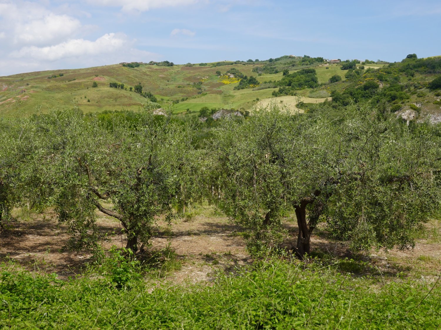 Olives near Scerni