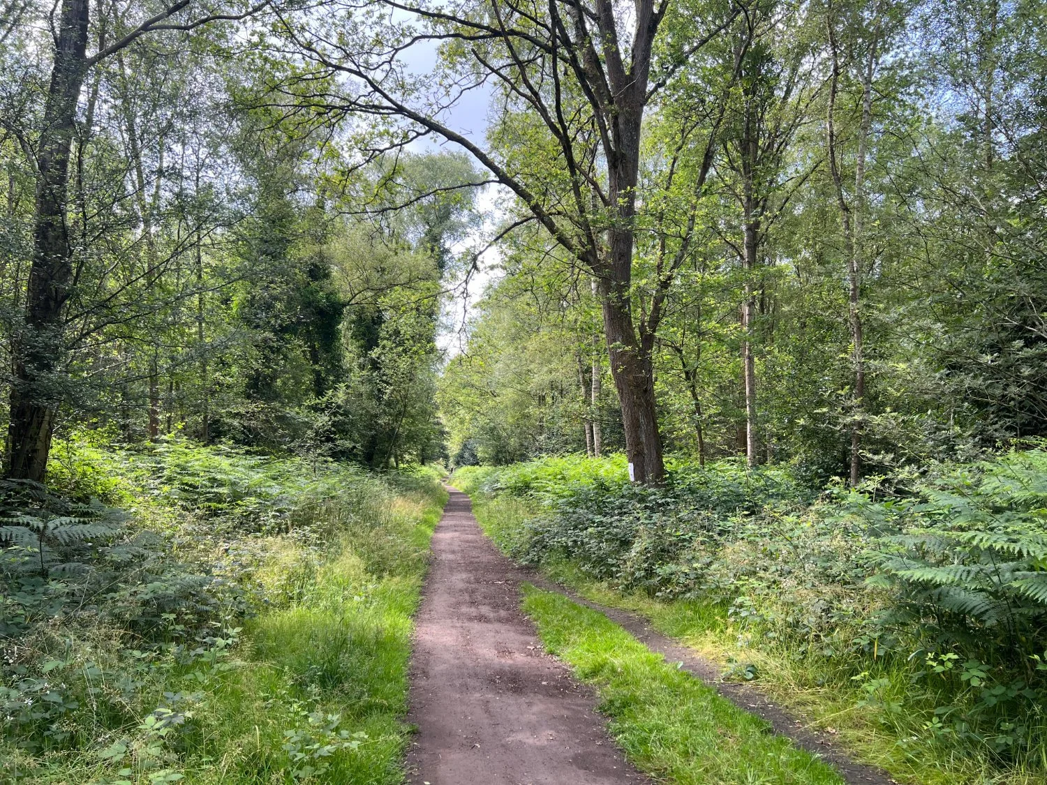 Oxshott Common