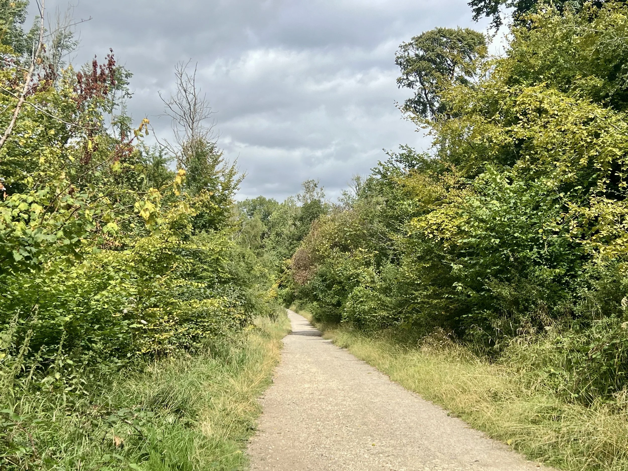 The path through the Ashridge Estate
