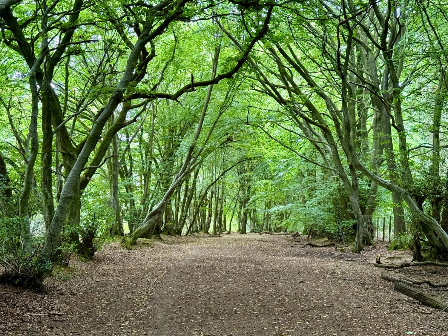 Kingston Wood