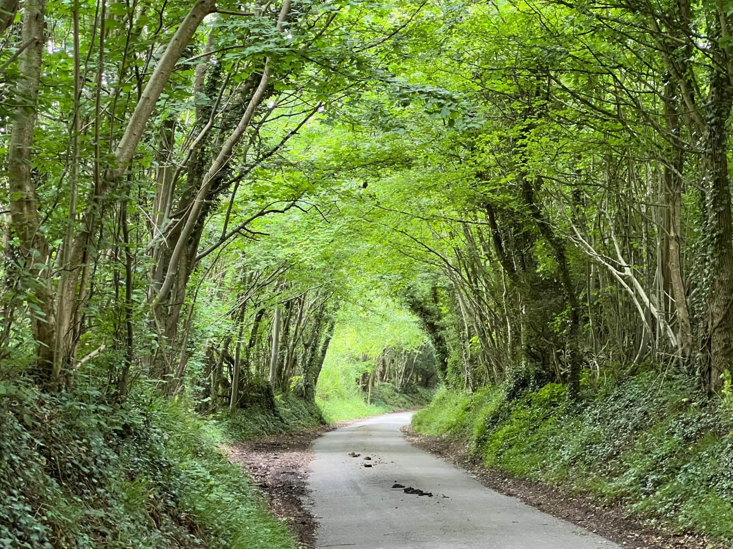 A tunnel of trees.jpg