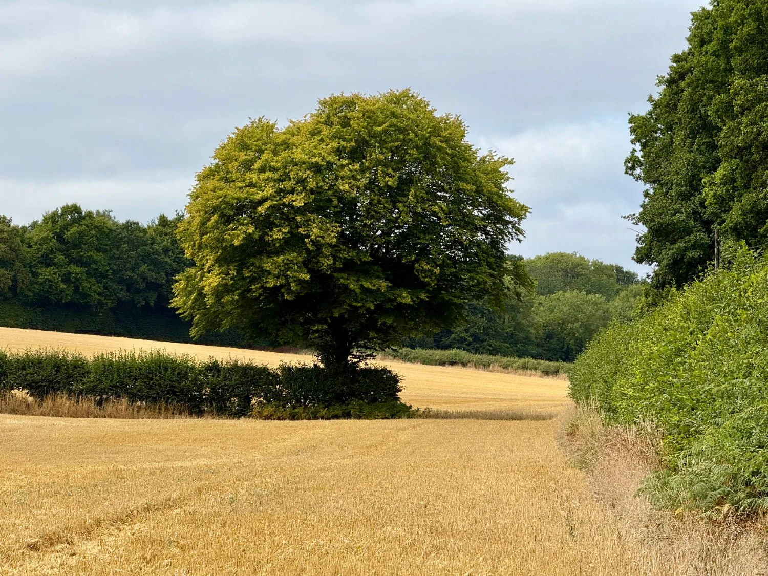 Chilterns Explorer 4.jpg