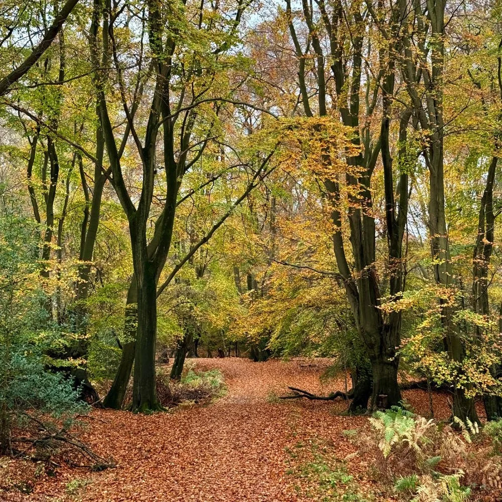 42km Epping Forest Gravel