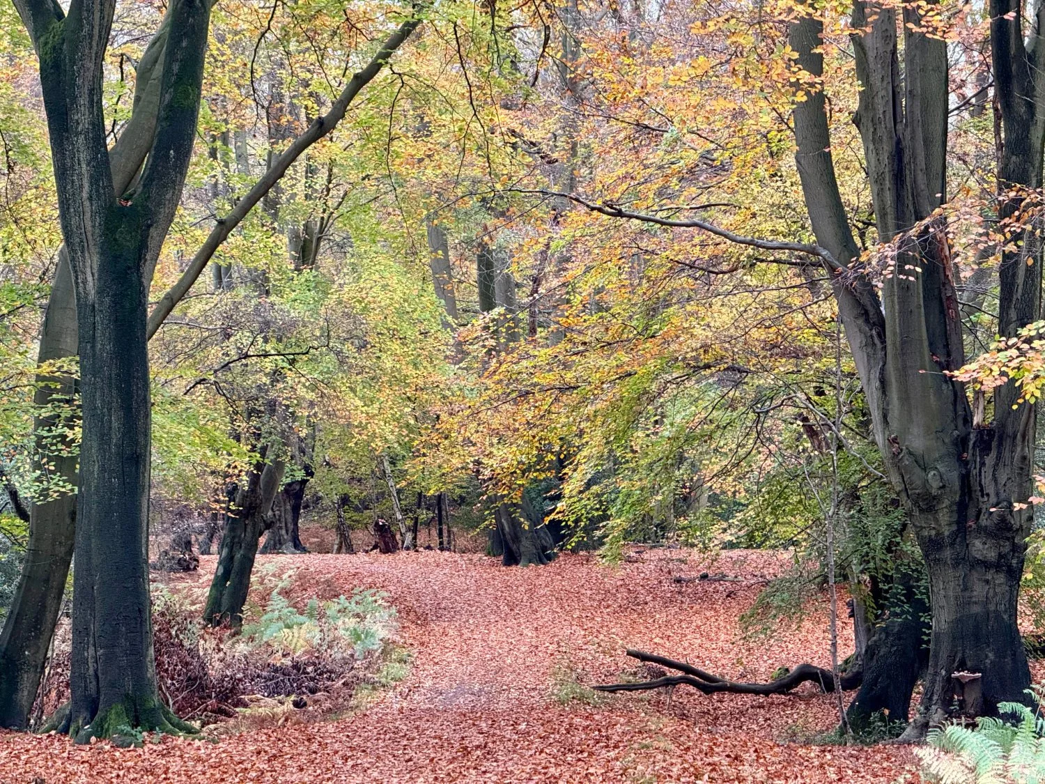Autumn colours in Epping Forest
