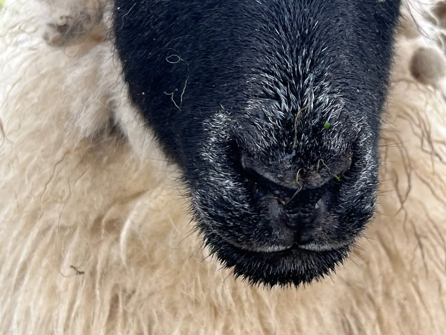 The muzzle of a Blue Face Leicester