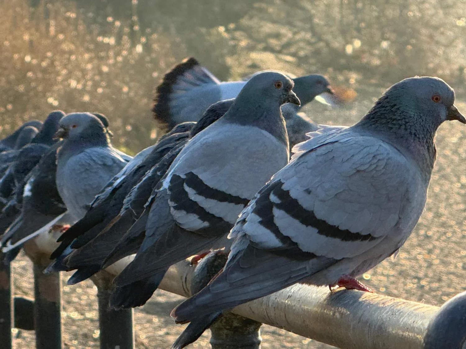 Pigeons greeting the dawn at Barnes